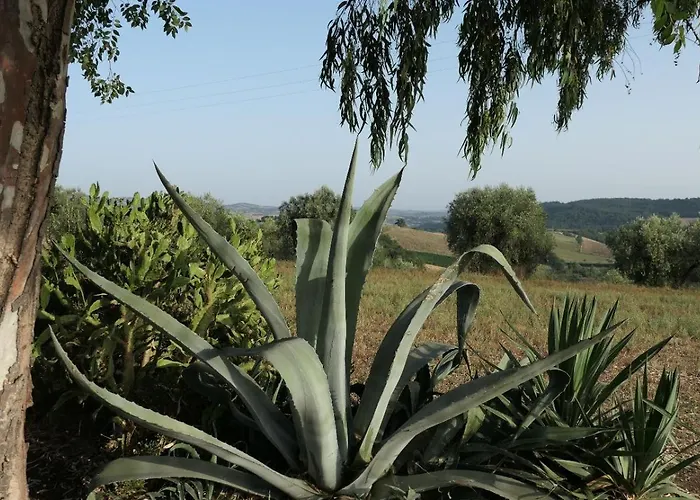 Uliveto Gretacci *